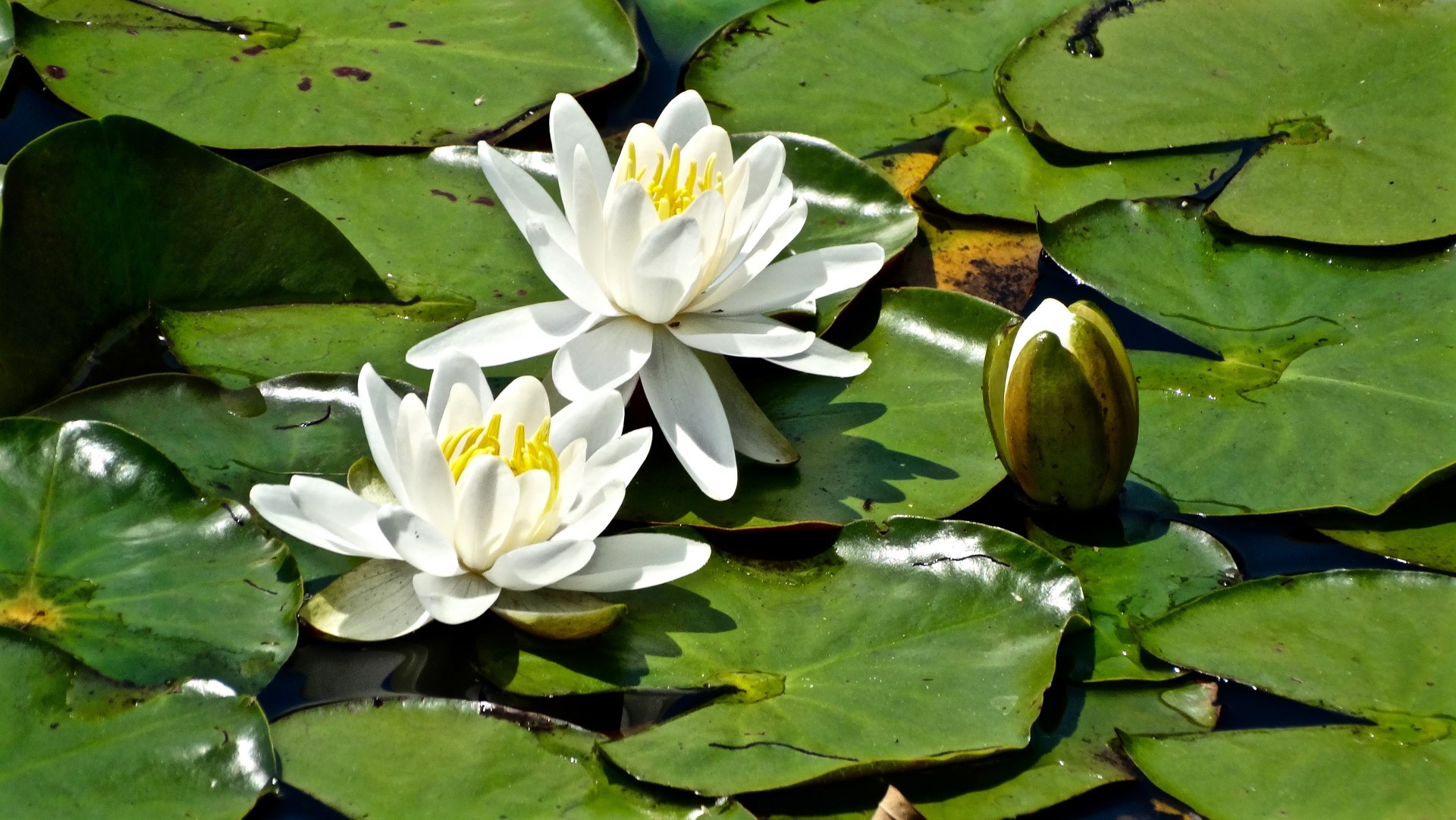 three pond lilies free photo