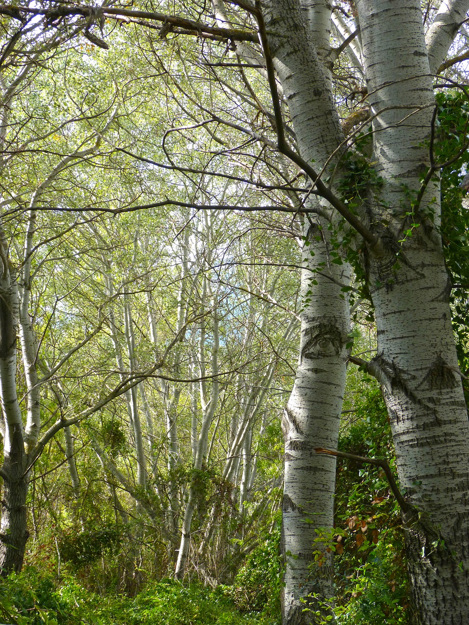 white poplar riparian forest alameda free photo