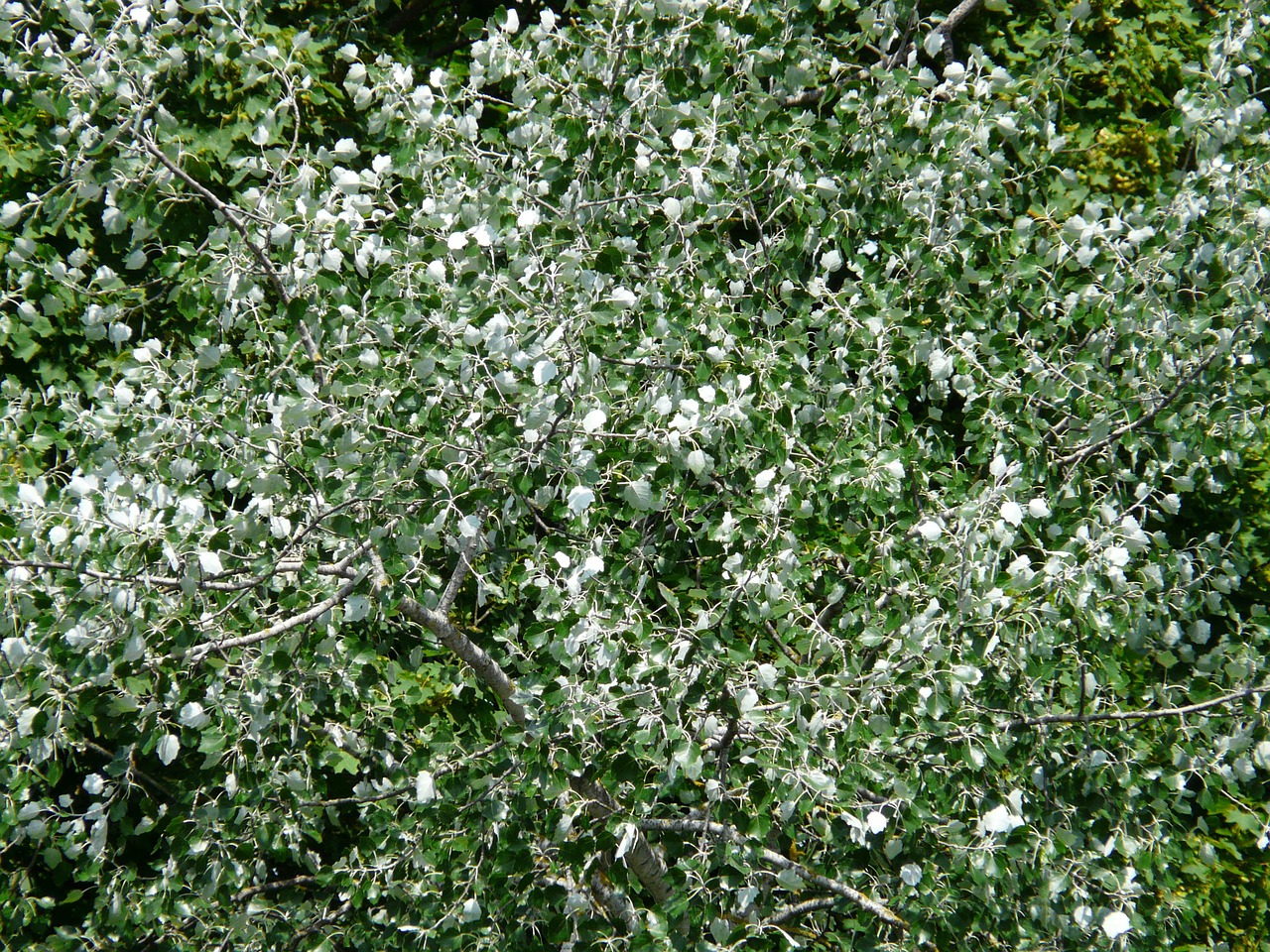 white poplar poplar leaves free photo