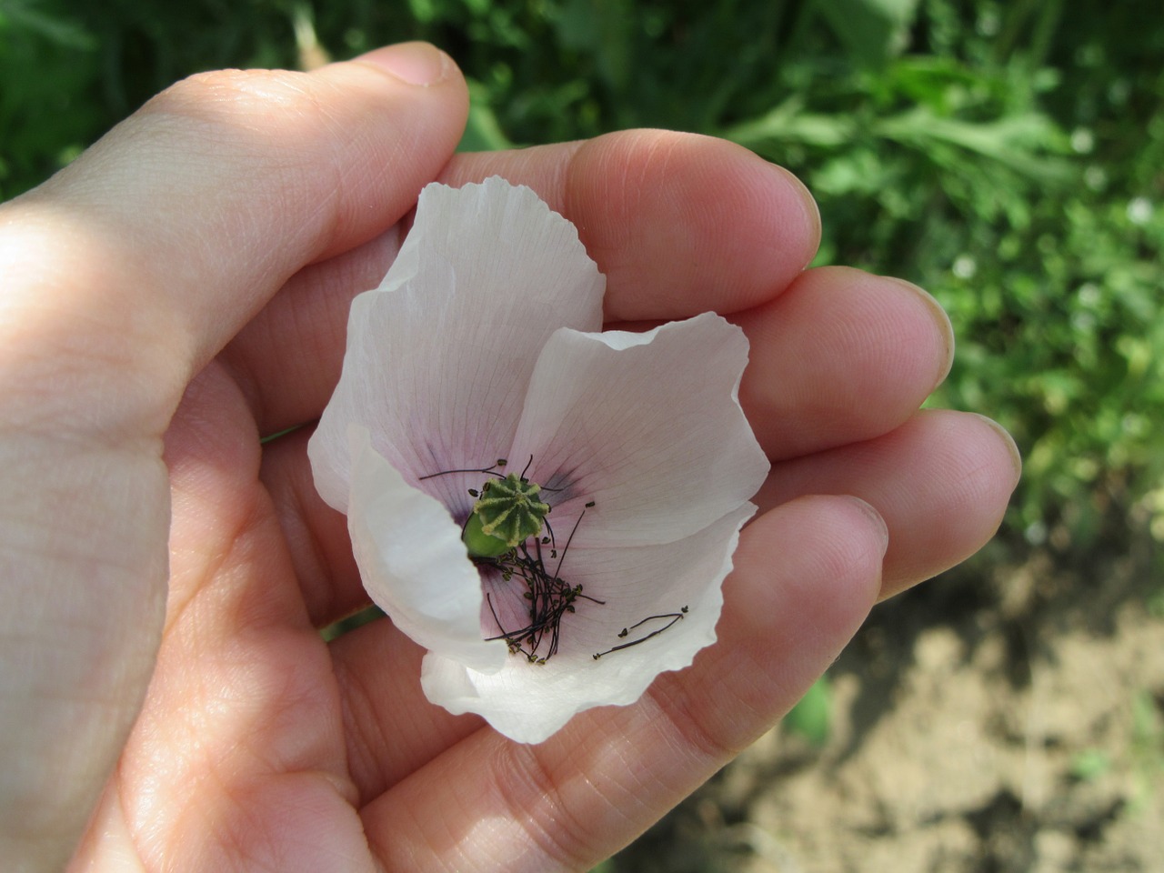 white poppy green flower free photo