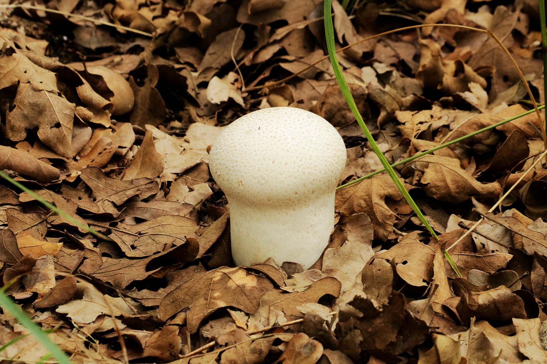 Puffball гриб