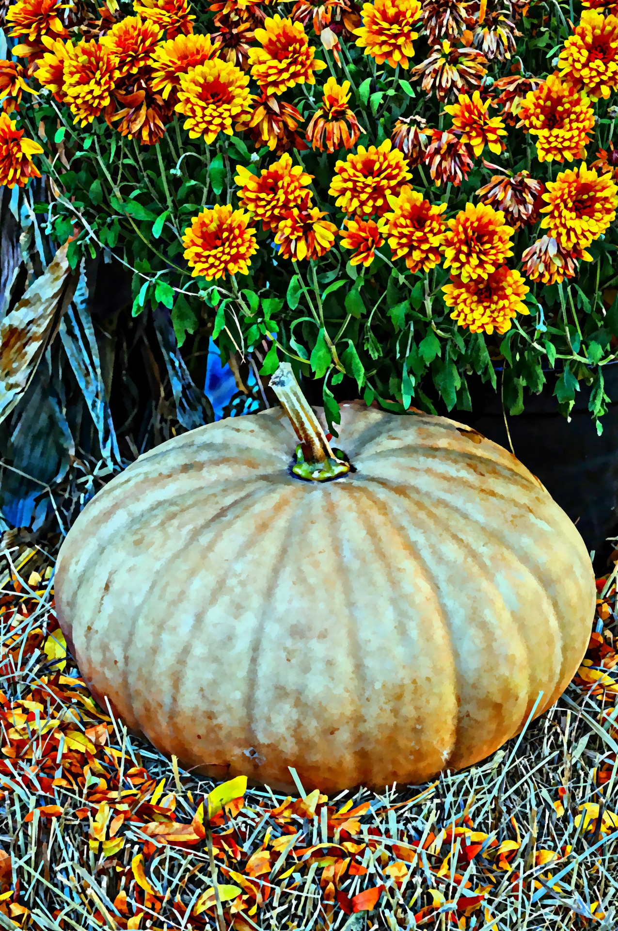 pumpkin white flower free photo