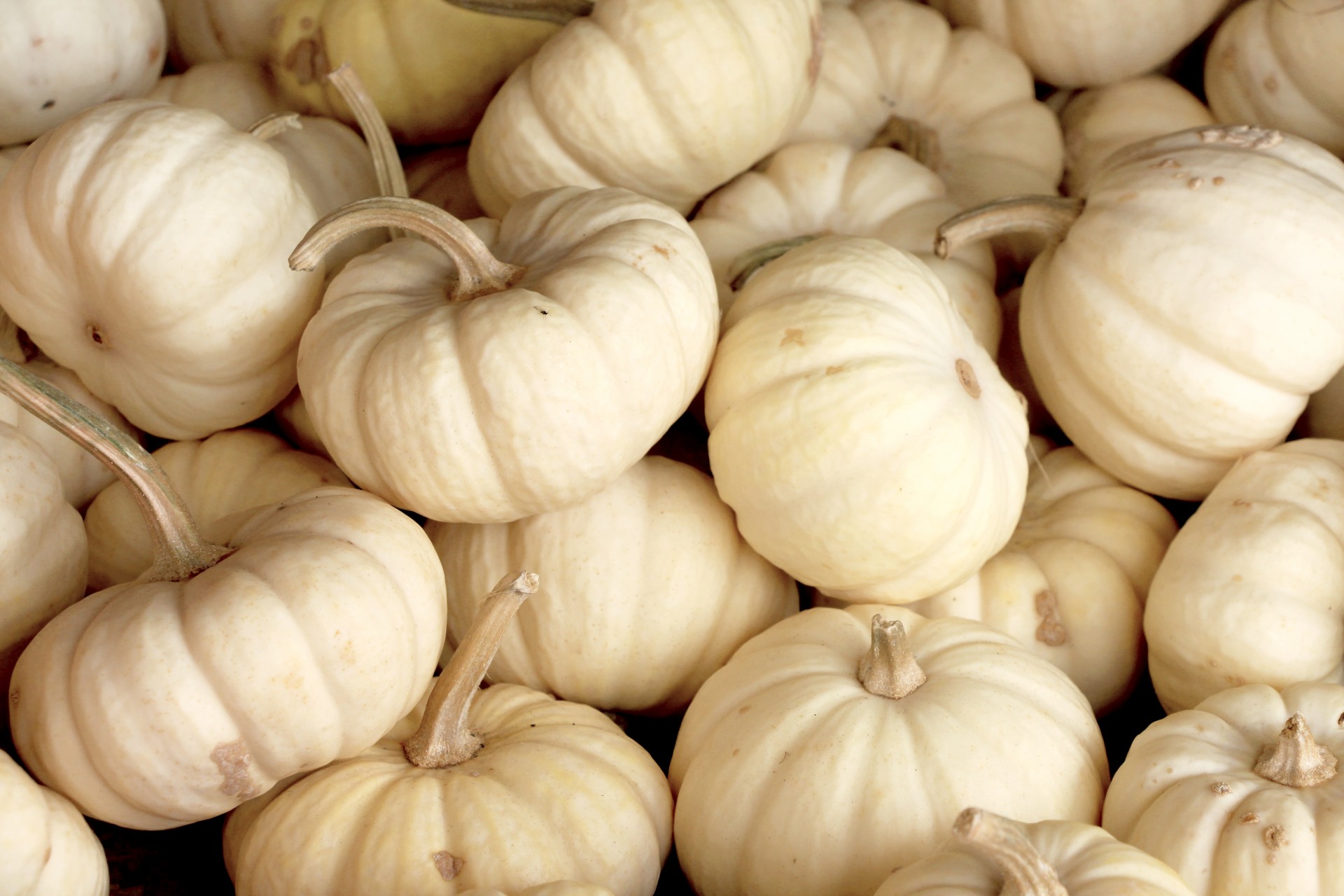 pumpkin squash gourd free photo