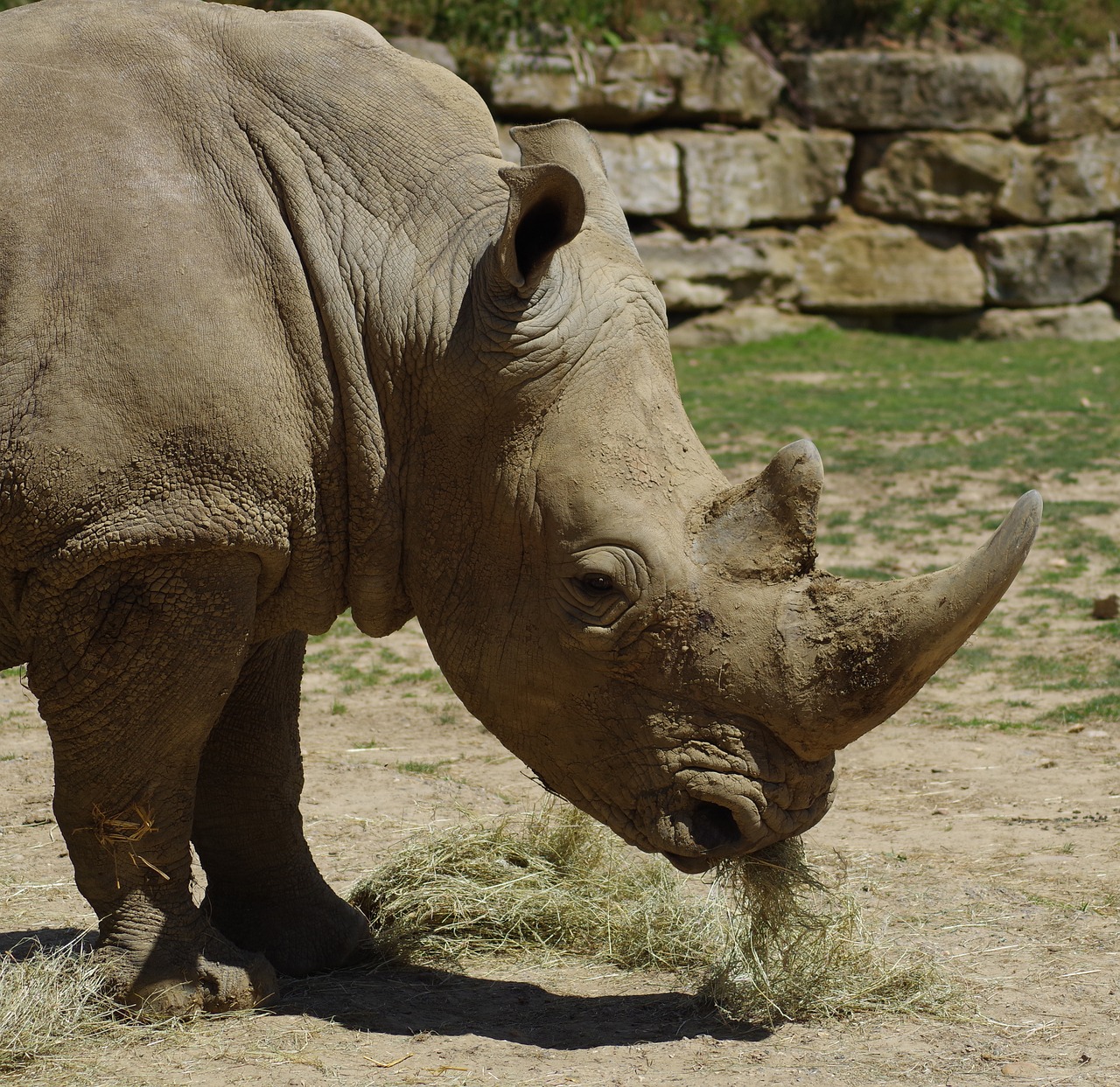 white rhino zoo africa free photo