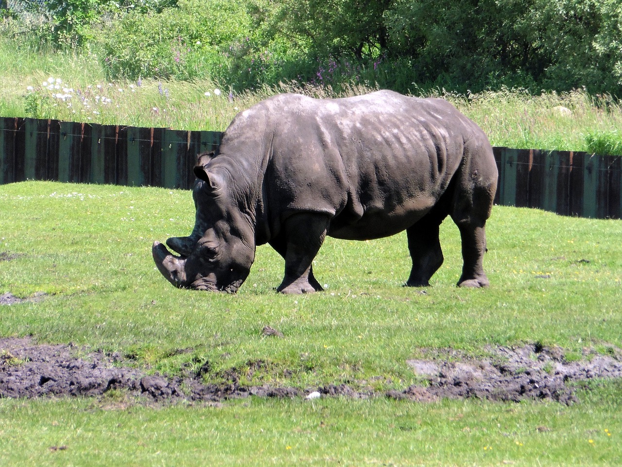 white rhino zoo rhino free photo