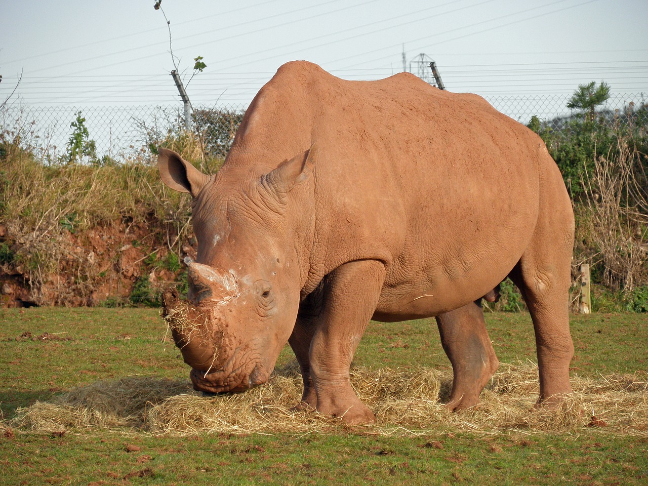white rhino rhino mammal free photo