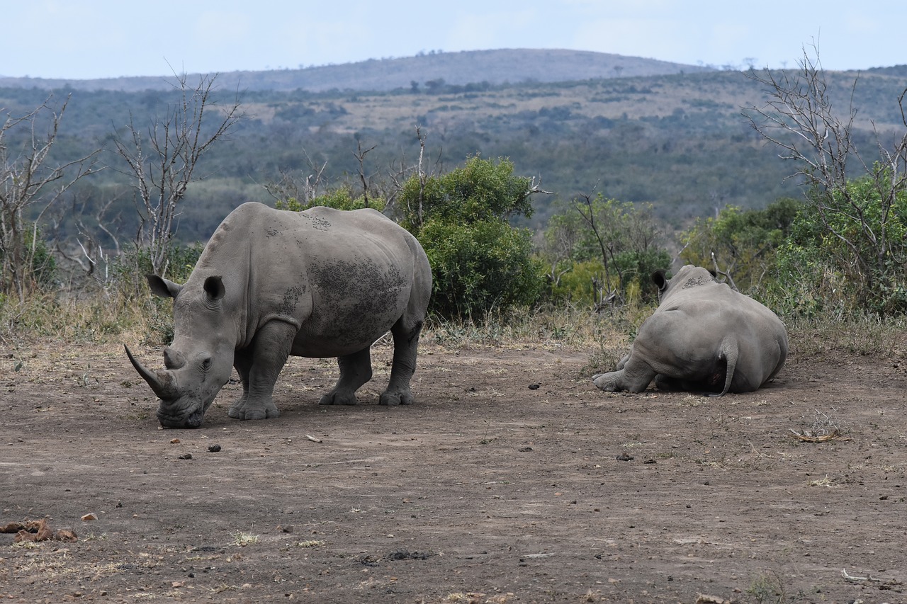 white rhino rhino south africa free photo