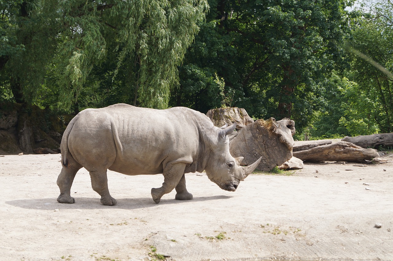 white rhino  rhino  pachyderm free photo