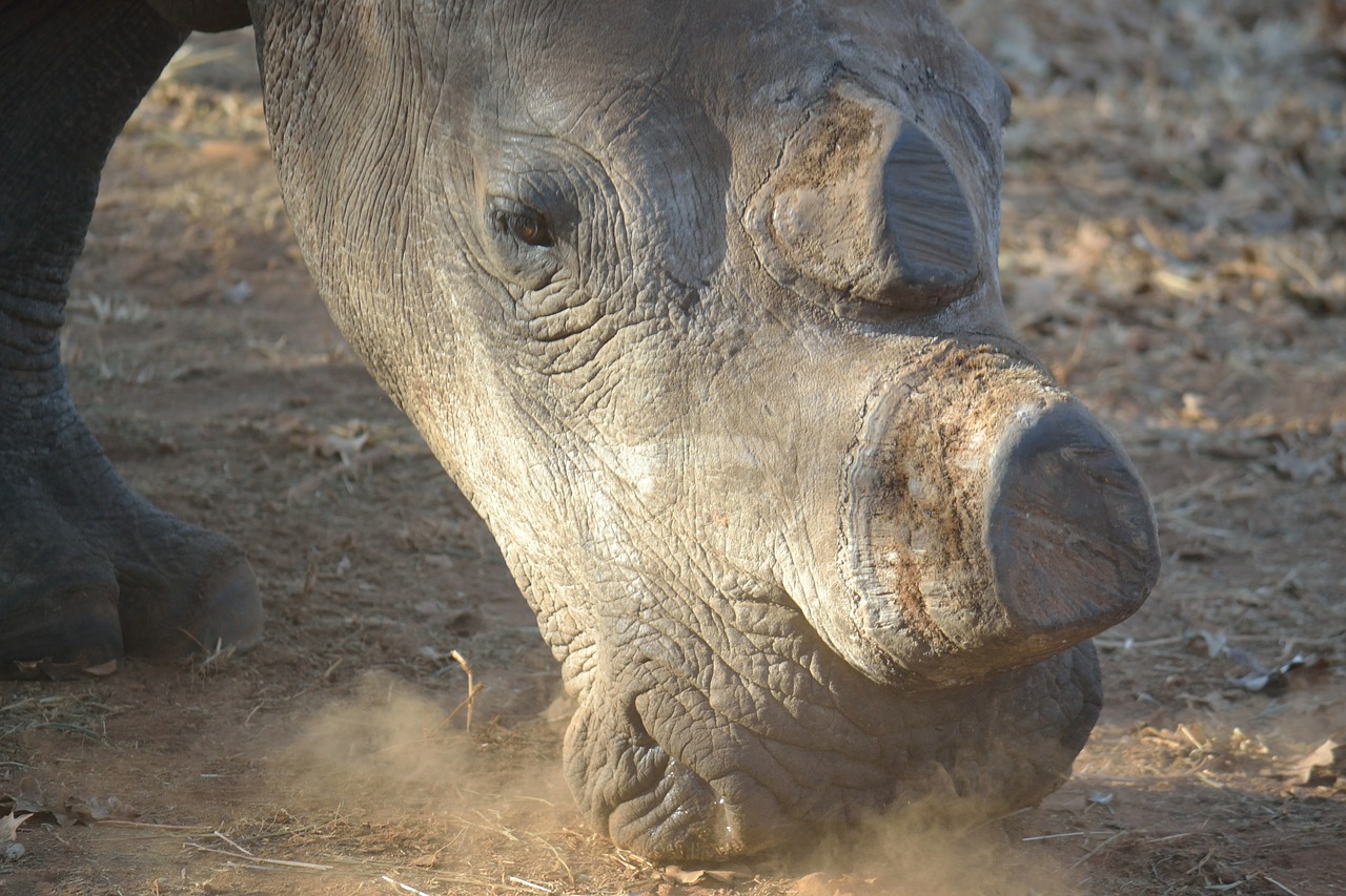 white rhino rhino wild free photo