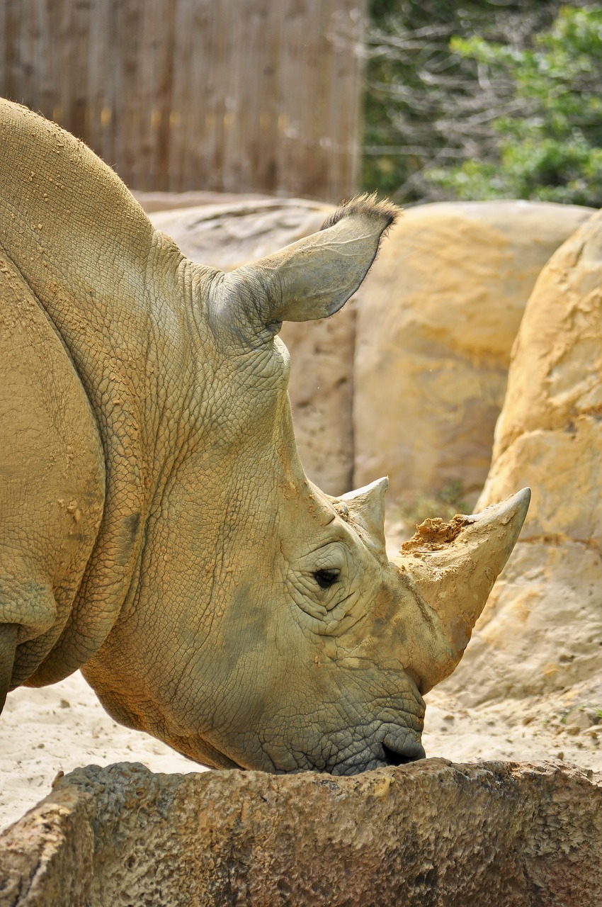 white rhino  rhino  animal free photo
