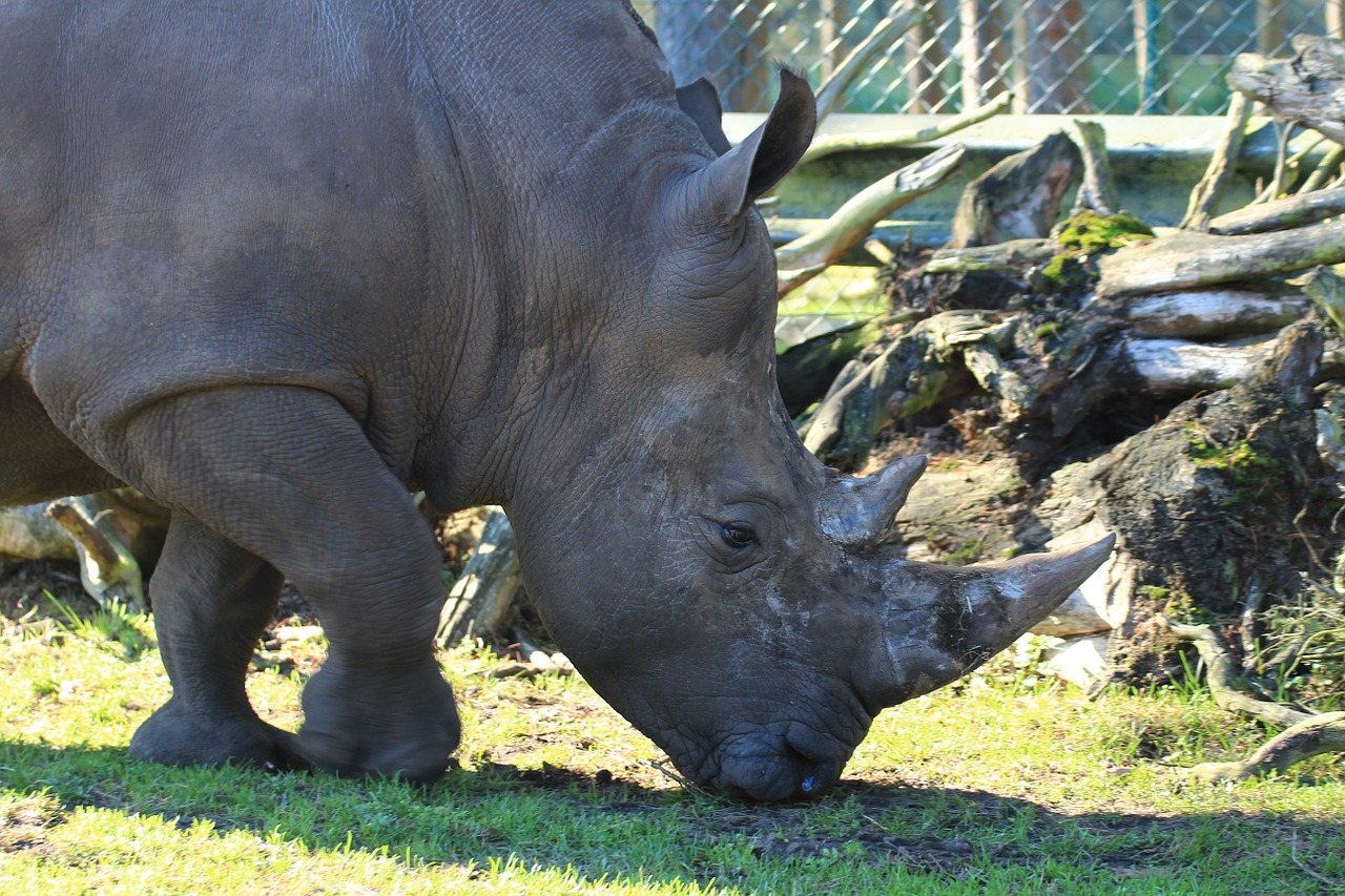 white rhino rhino ceratotherium simum free photo