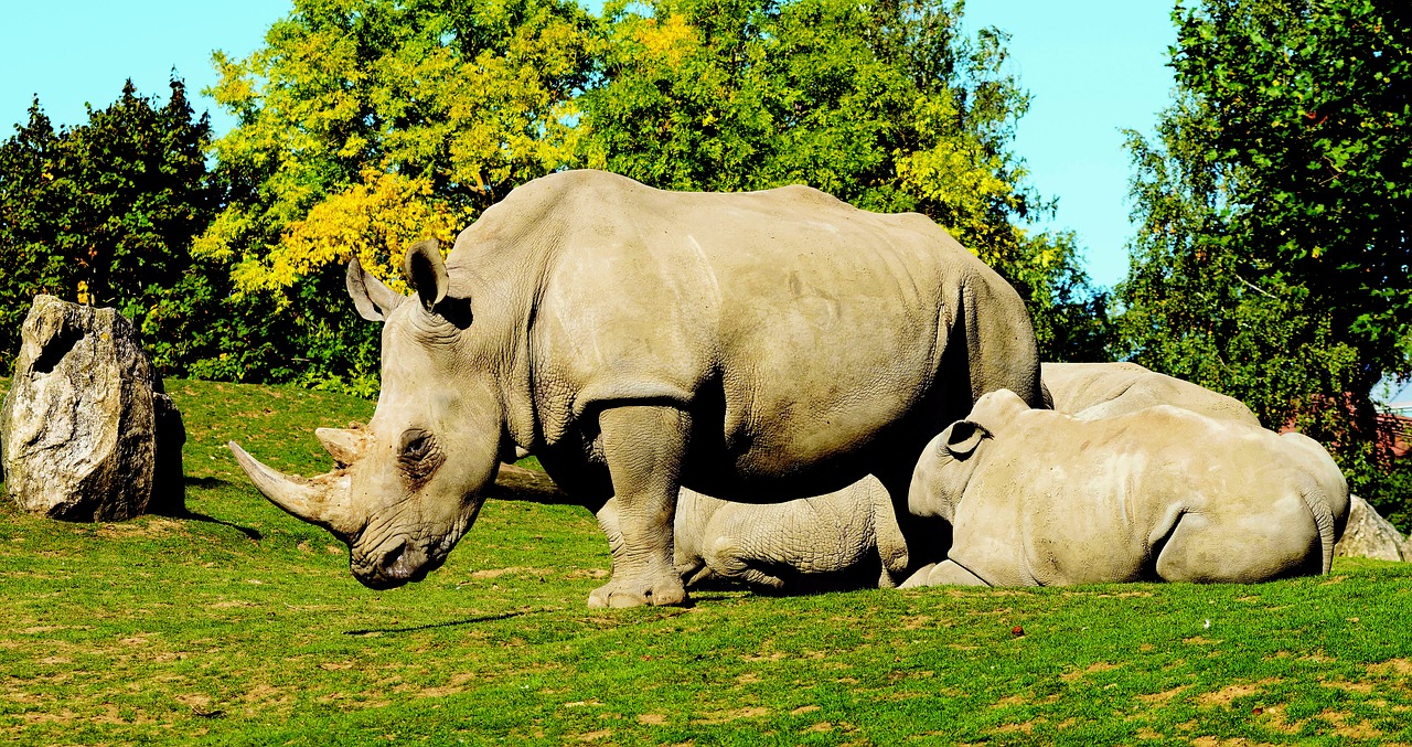 white rhinoceros ceratotherium simum animals free photo