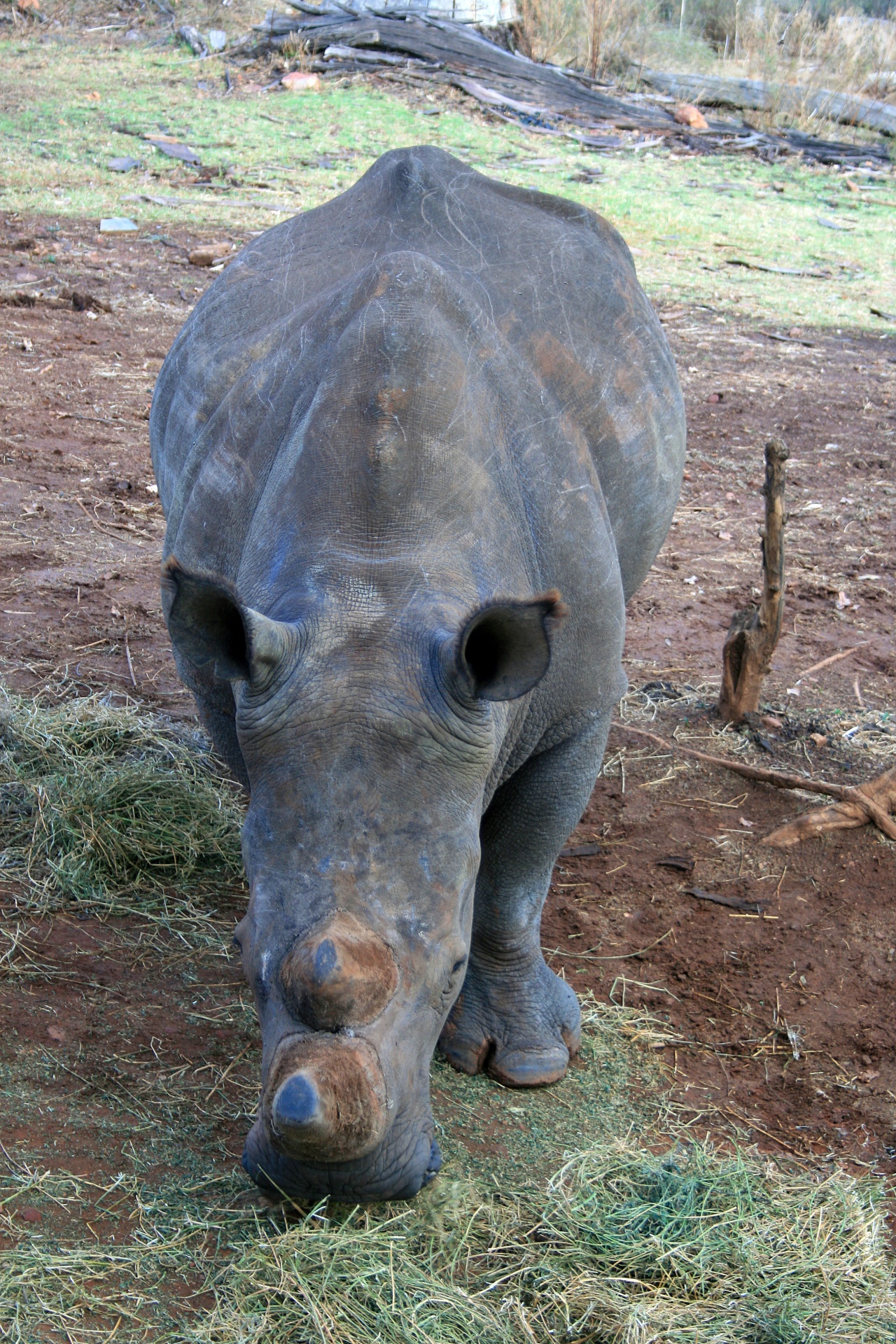 animal rhinoceros white free photo