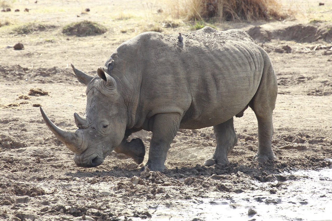 white rhinoceros rhino wild free photo