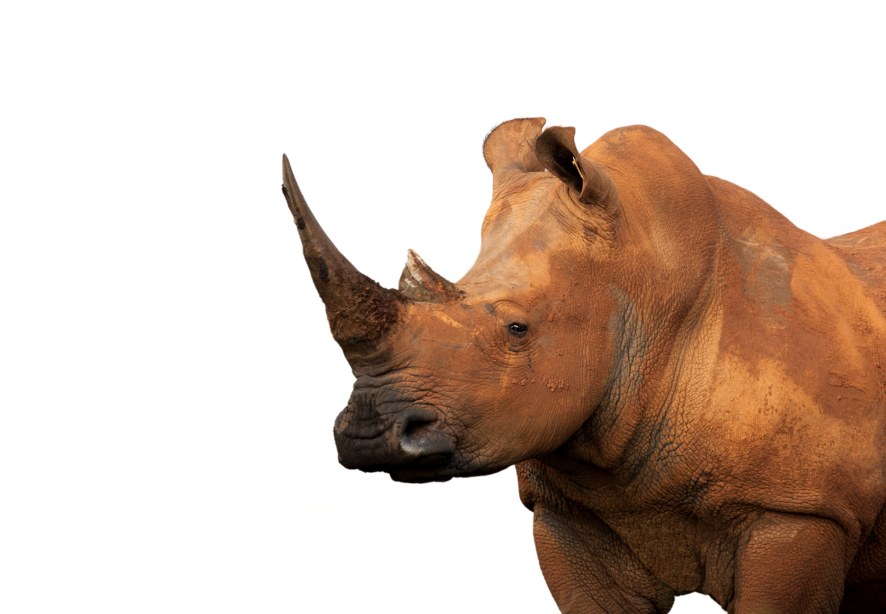 white rhinoceros  muddy  isolated free photo