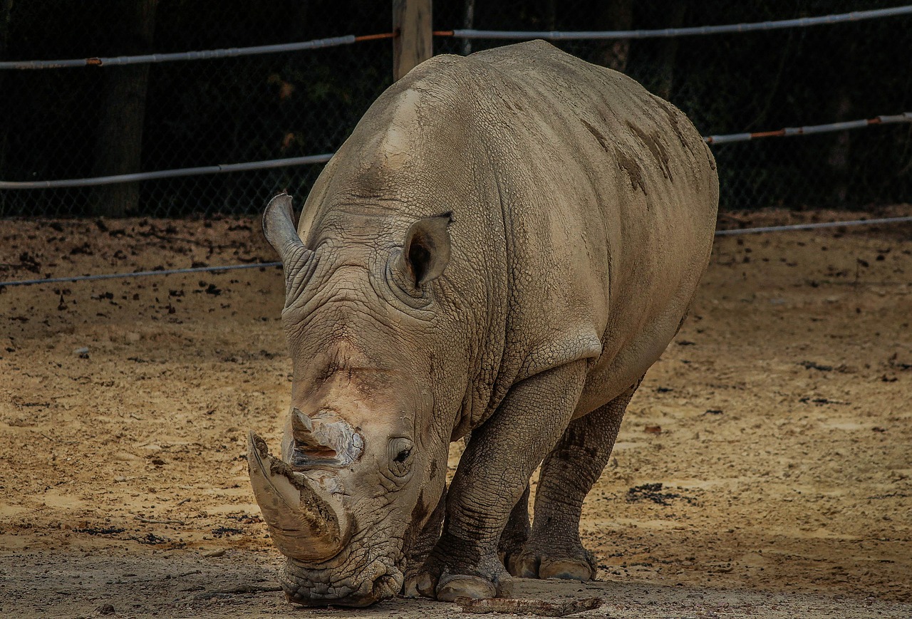 white rhinoceros white rhino rhinoceros free photo