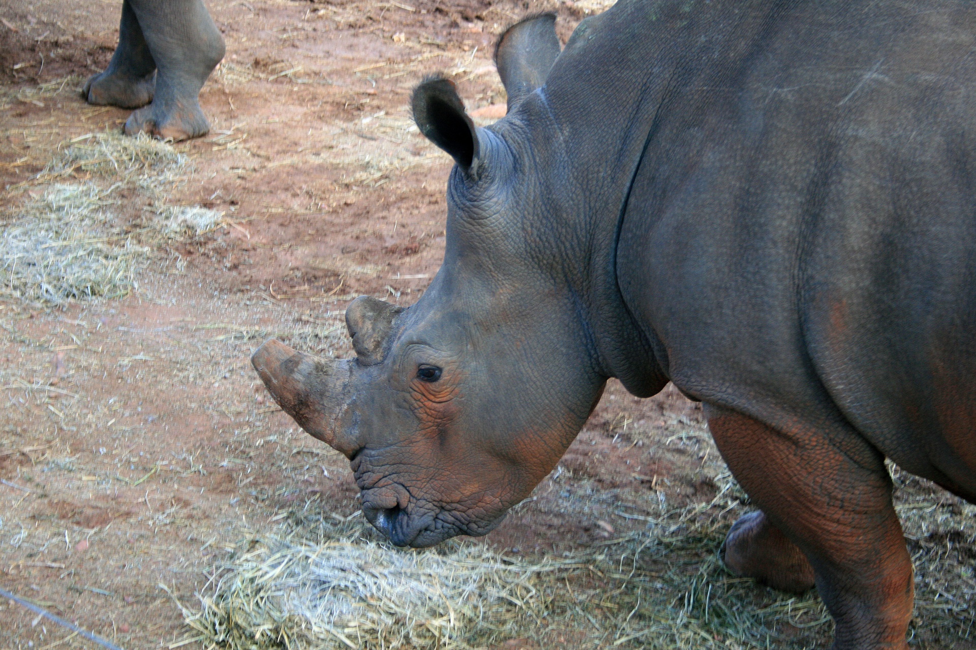 animal rhinoceros white free photo