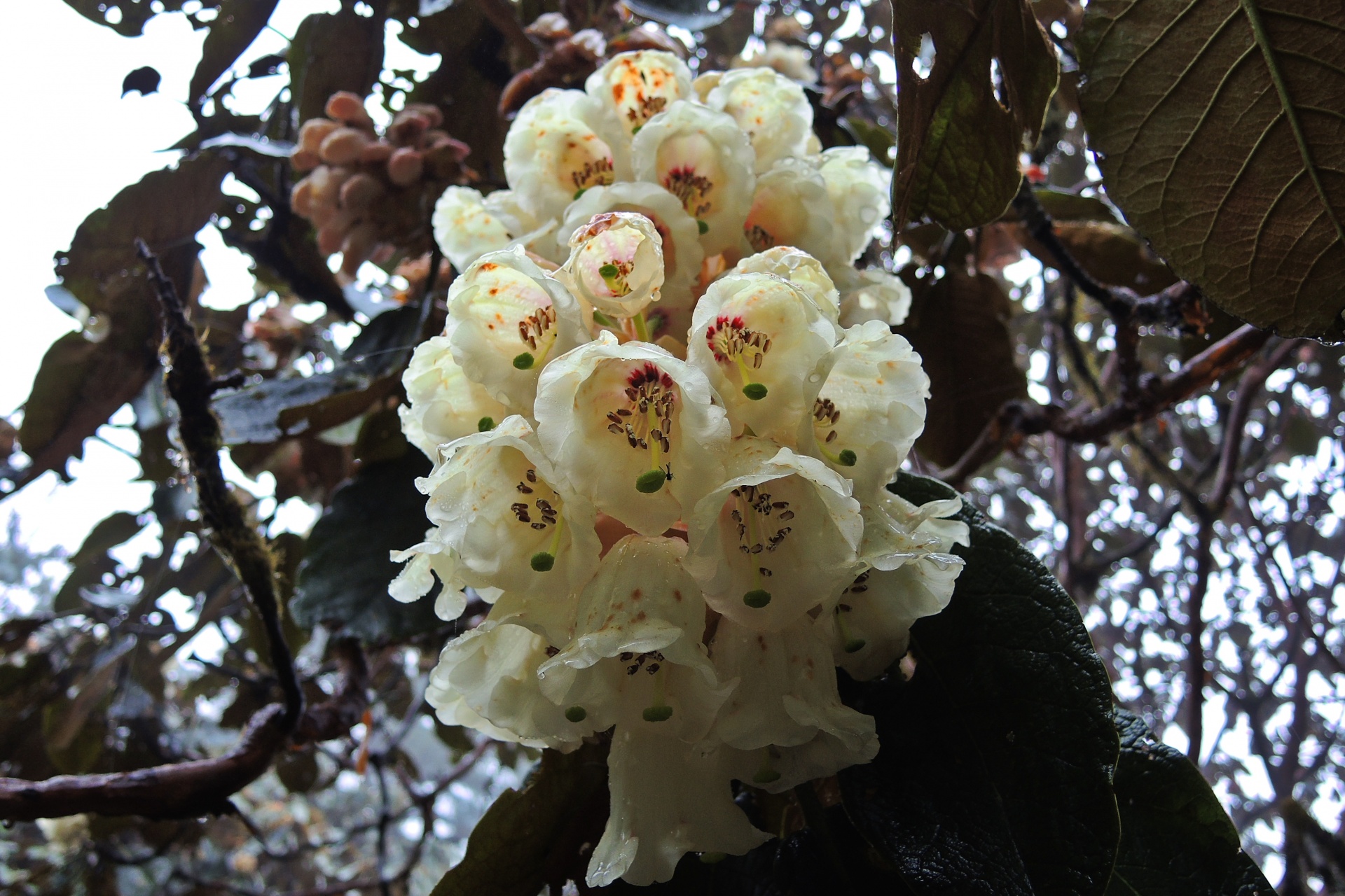 flower white rhododendron free photo