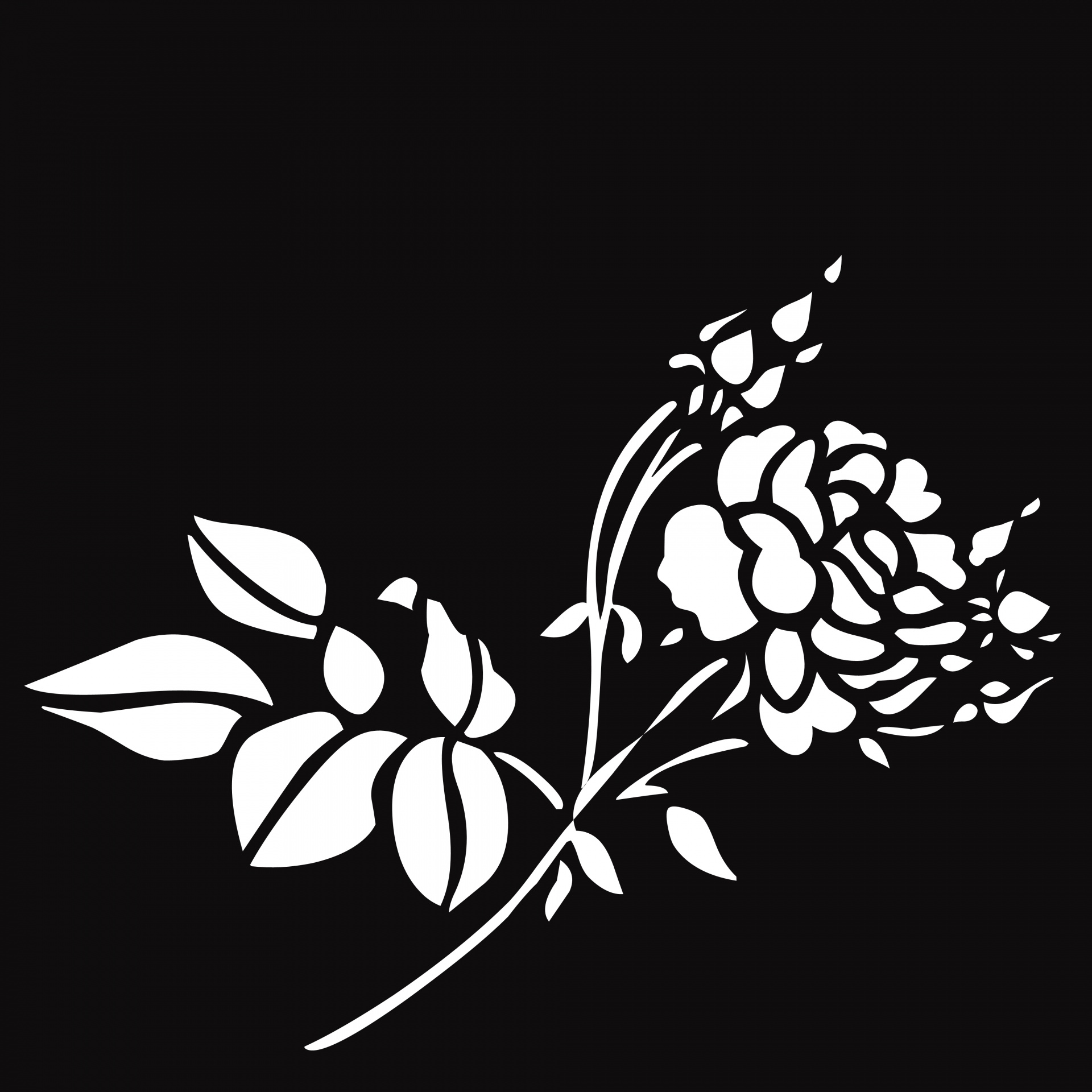 Drawing White Rose Black Background Free Image From Needpix Com