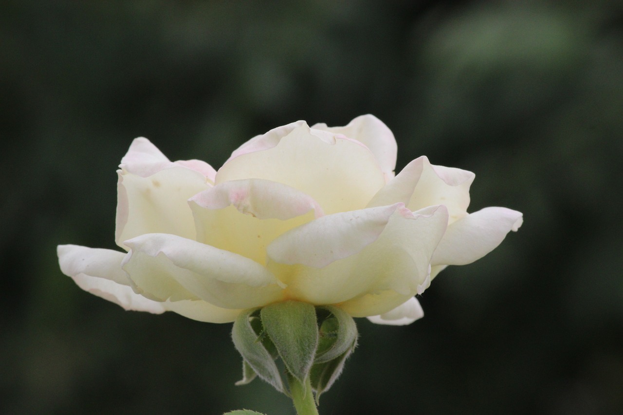 white rose whiterose flower free photo