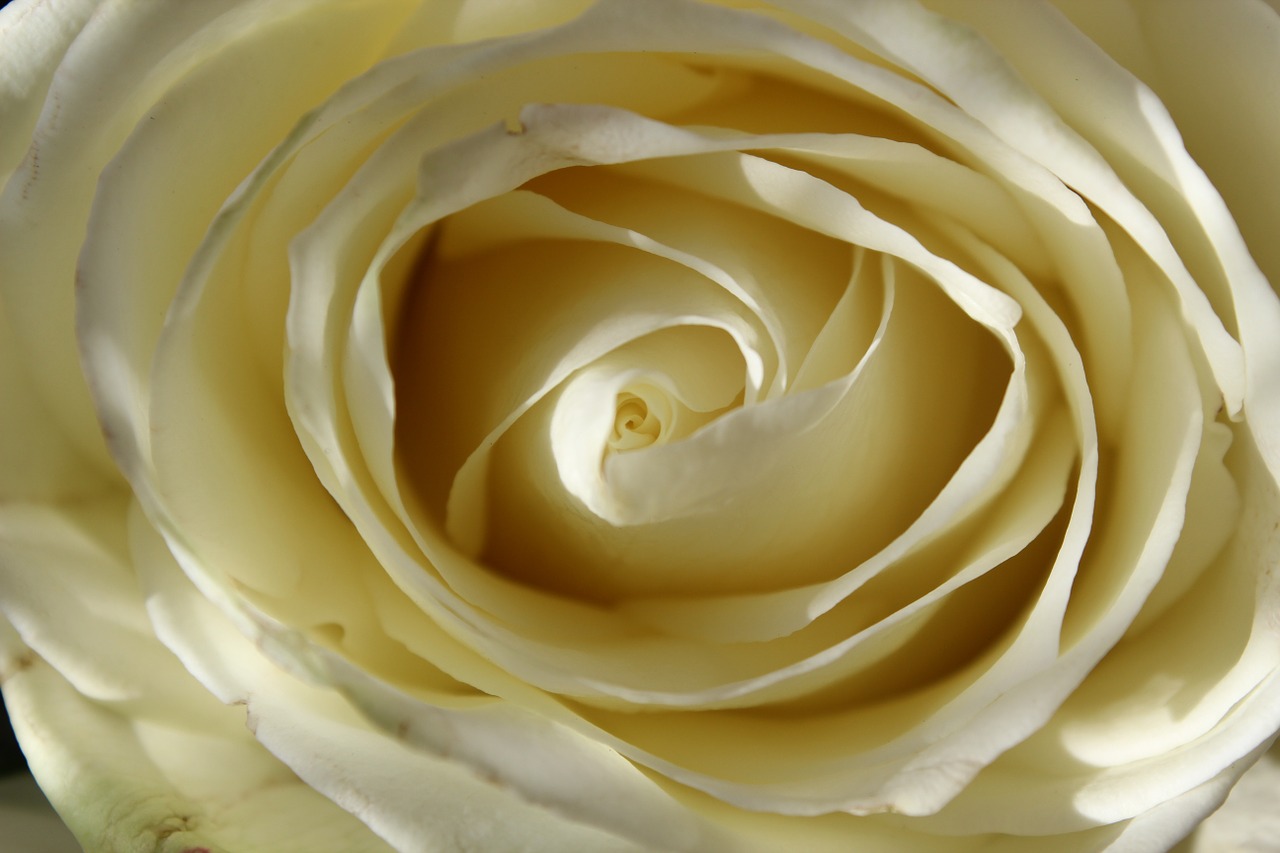 white rose blossom bloom free photo