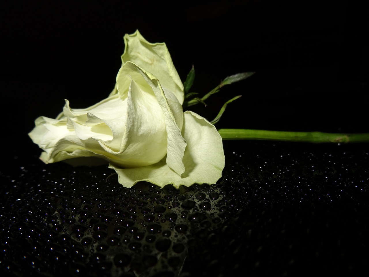 white rose blossom bloom free photo