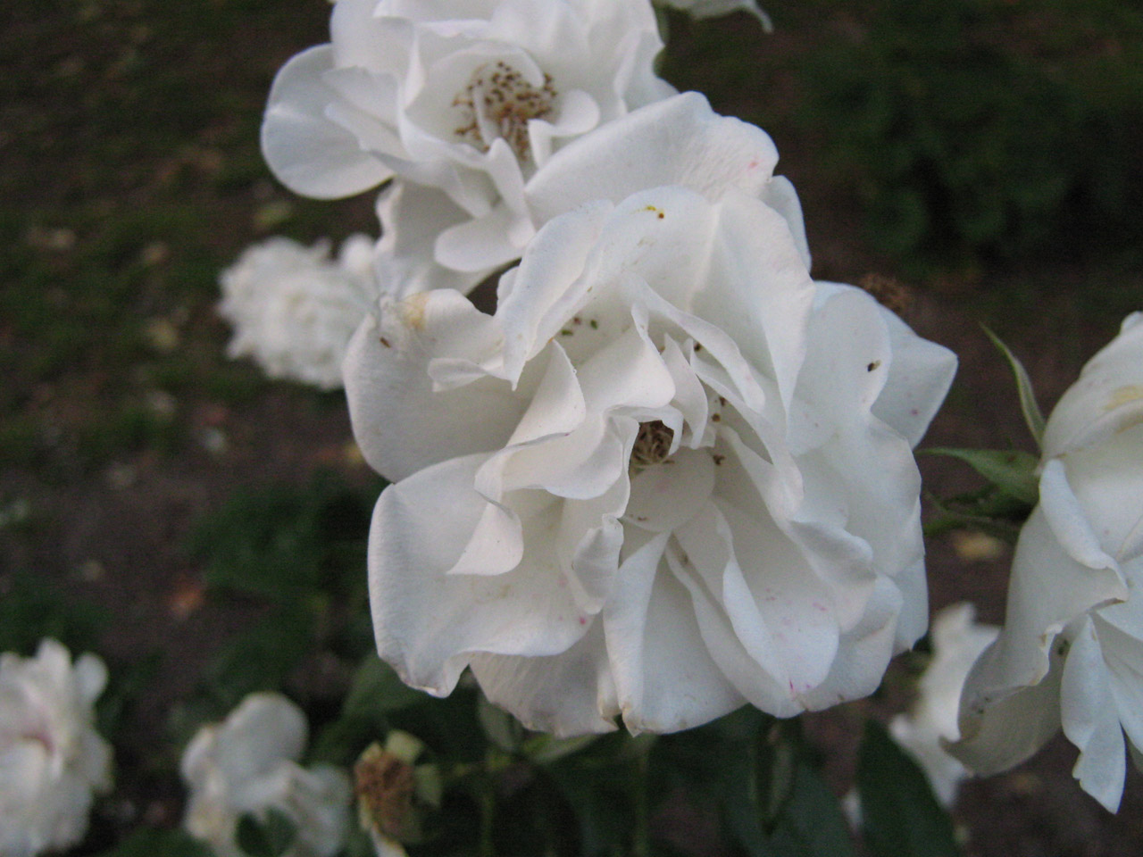 flower white rose free photo