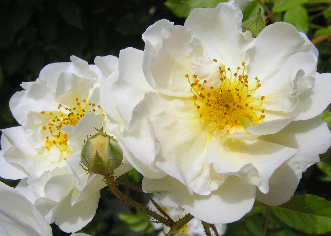 white rose nature blossom free photo