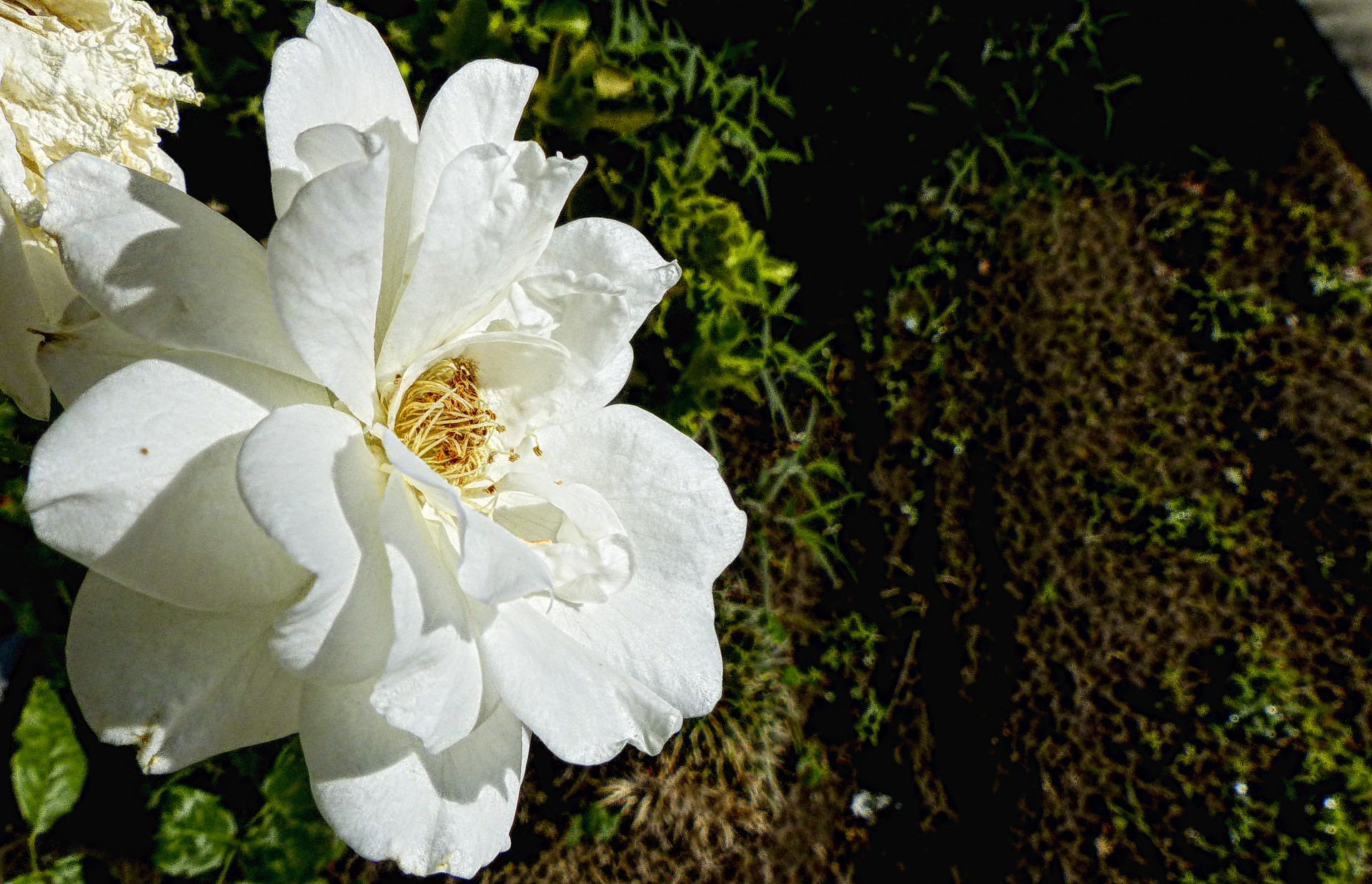 white rose left free photo