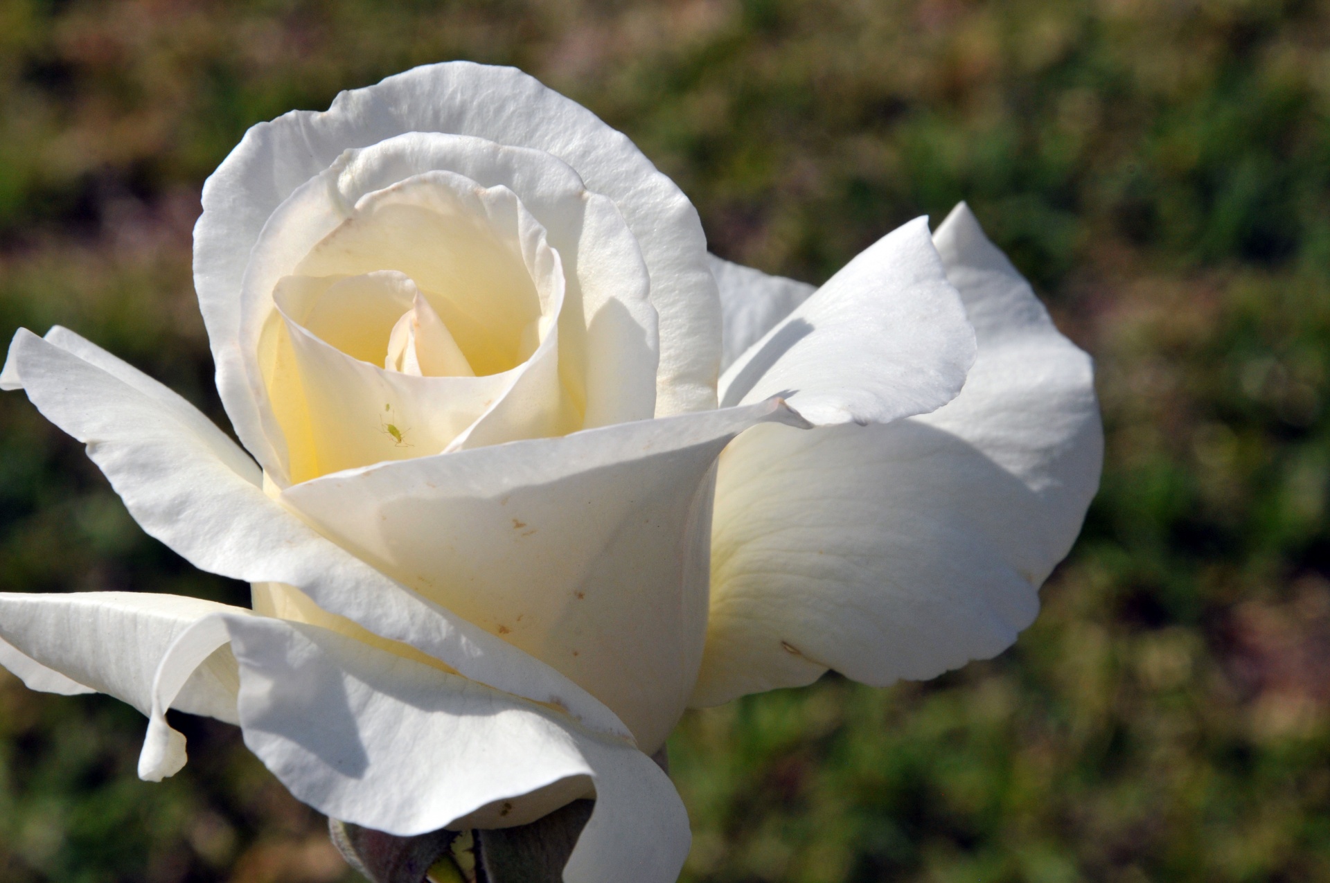 rose roses white free photo