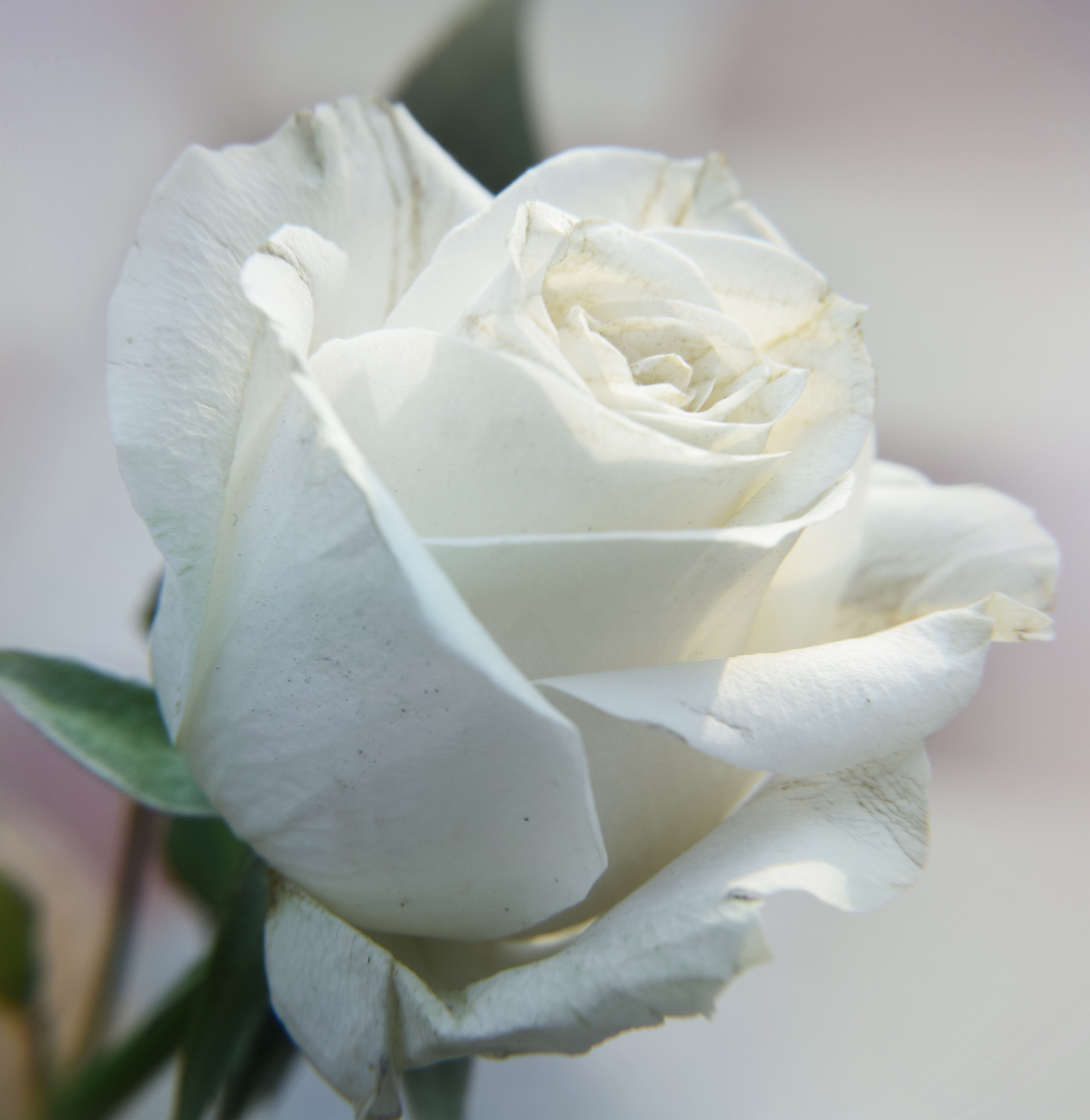 rose white flower free photo