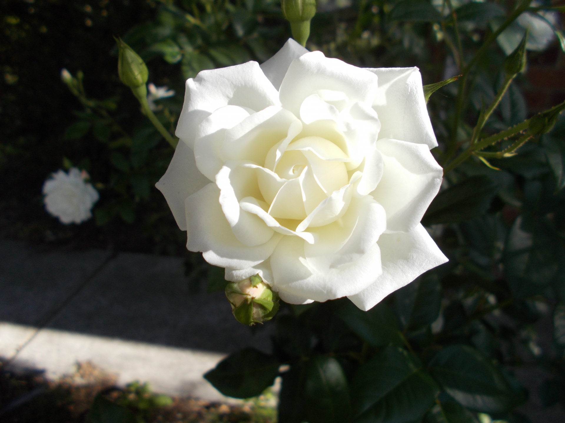 rose flower garden free photo