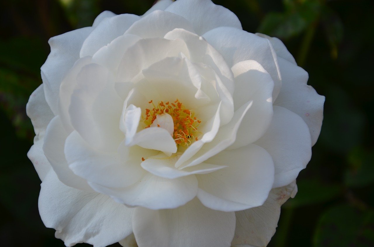 white rose petals rose bloom free photo