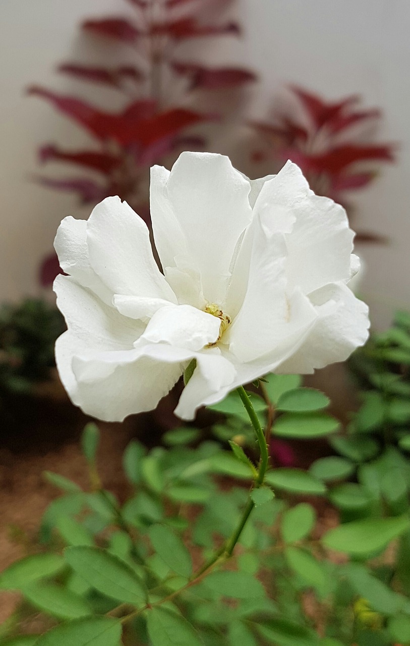 white rose flower white free photo