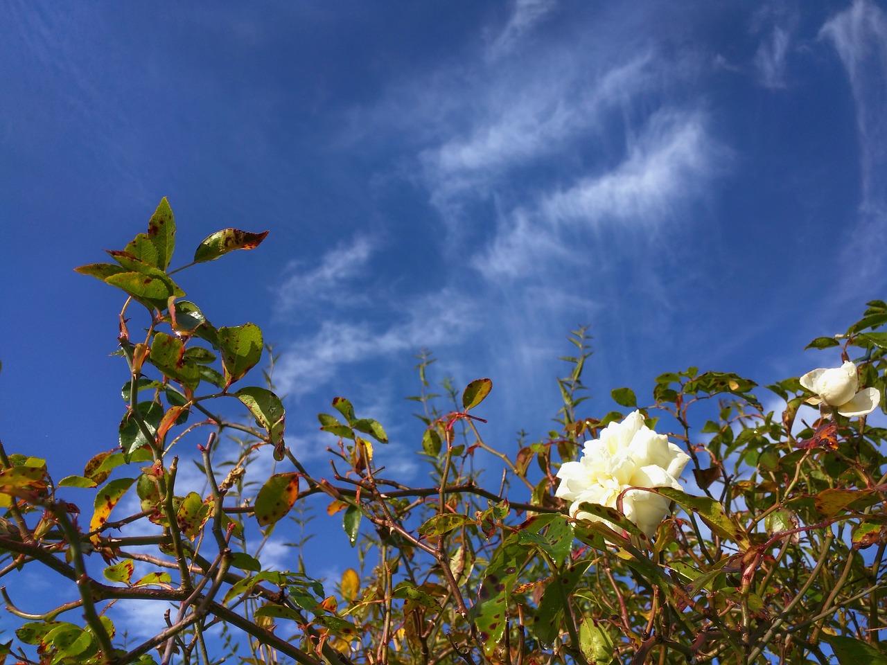 white rose flower english free photo