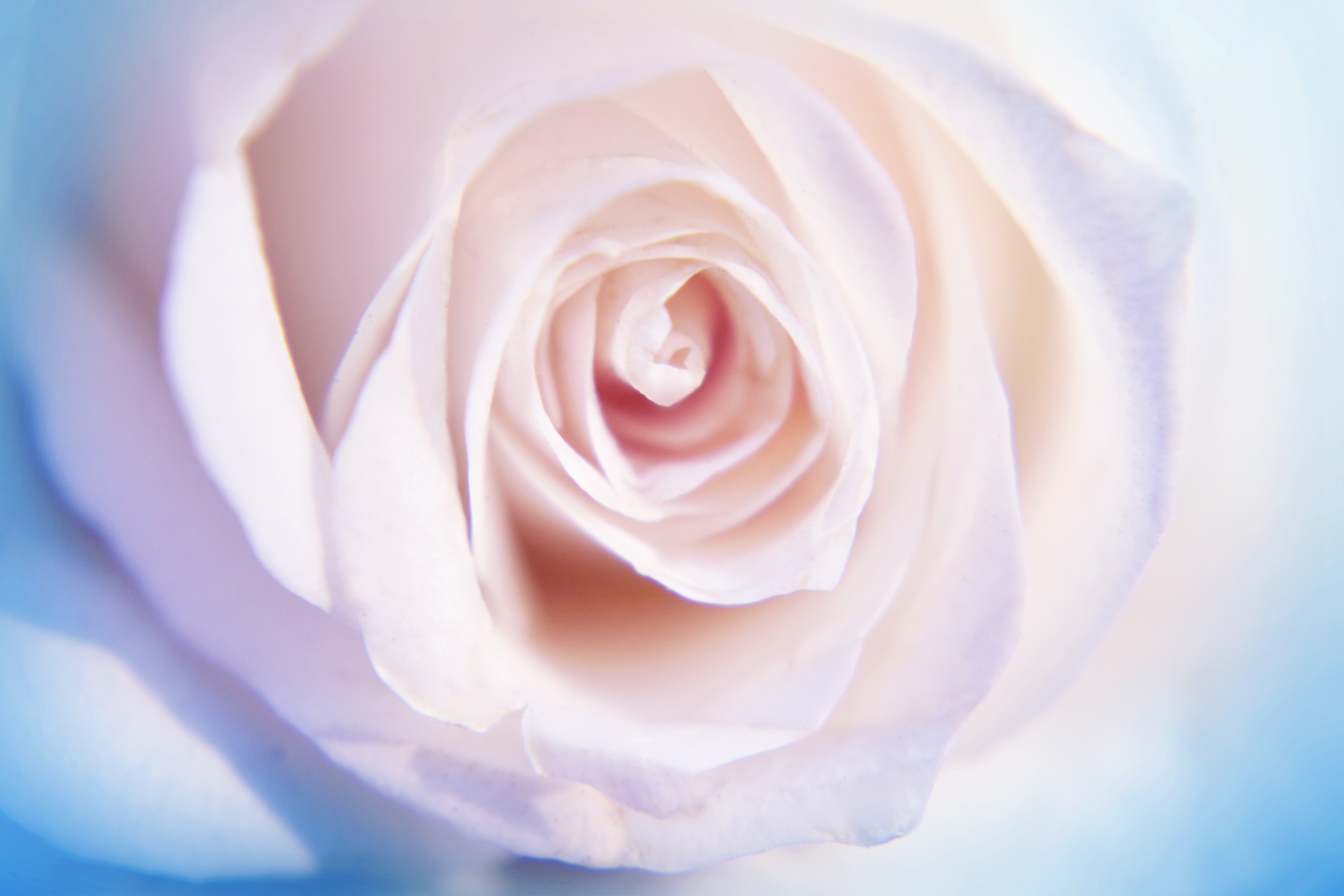 rose white flower free photo