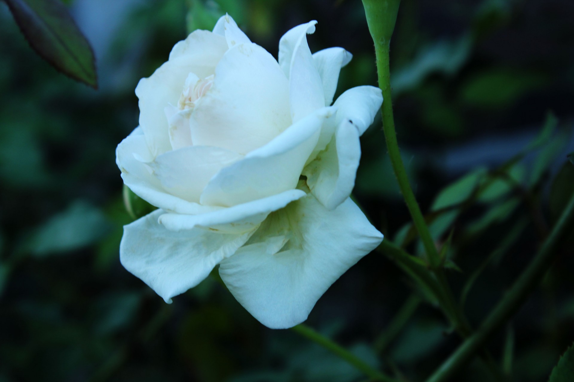 white roses roses wild roses free photo