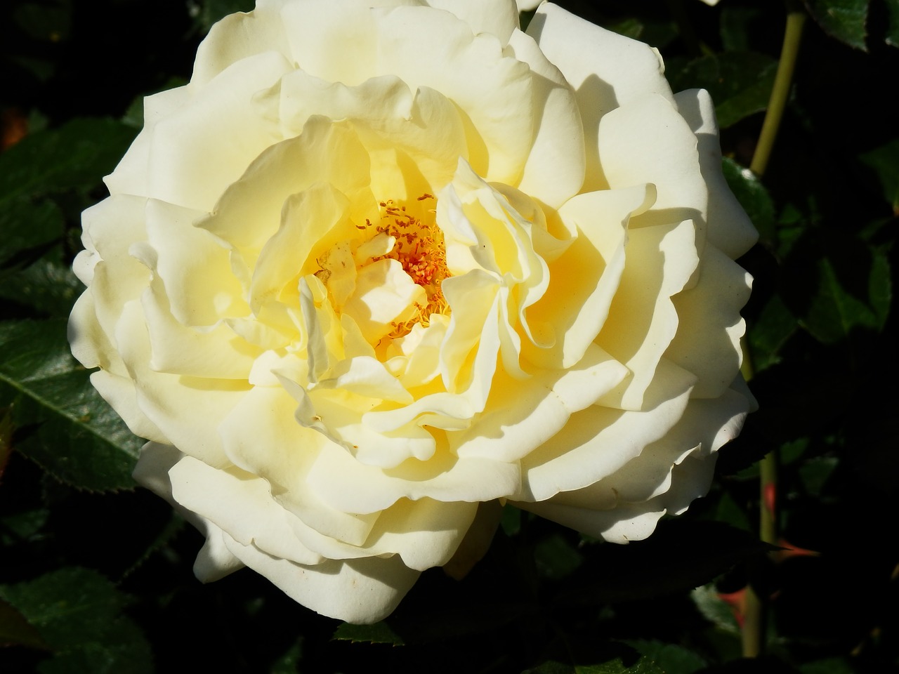 white rose botanical gardens in victoria bc free photo