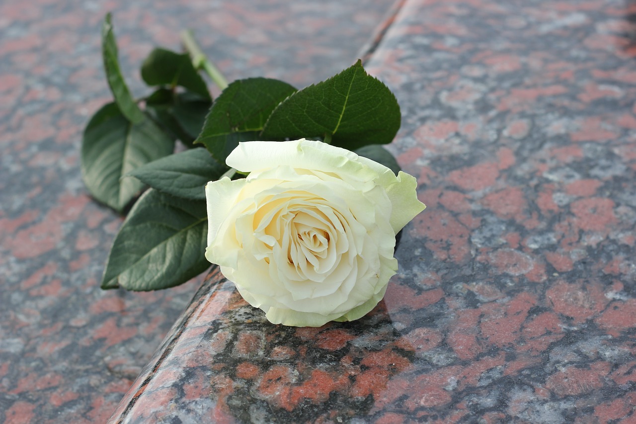 white rose purity red marble free photo