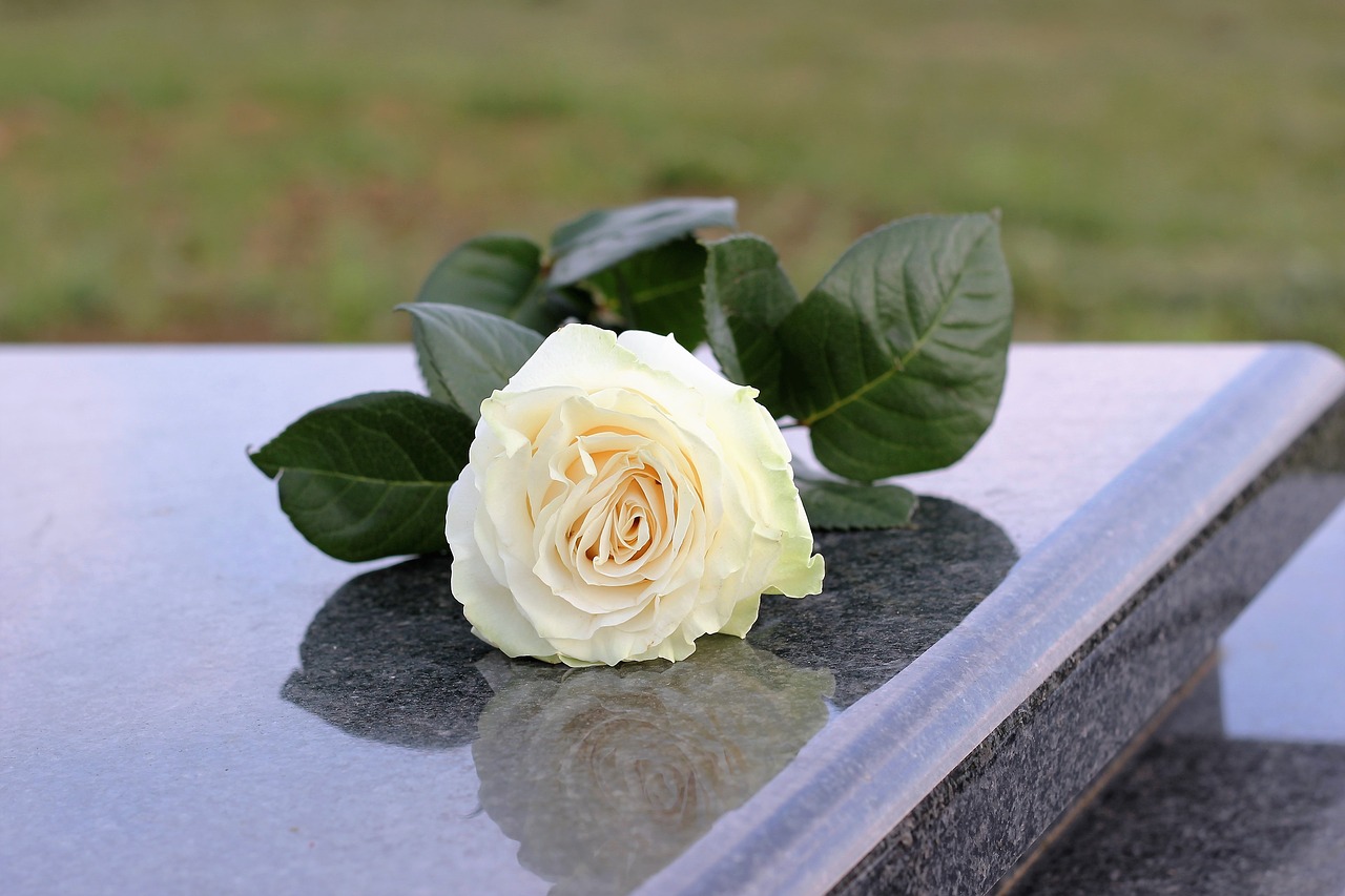 white rose purity grey marble free photo