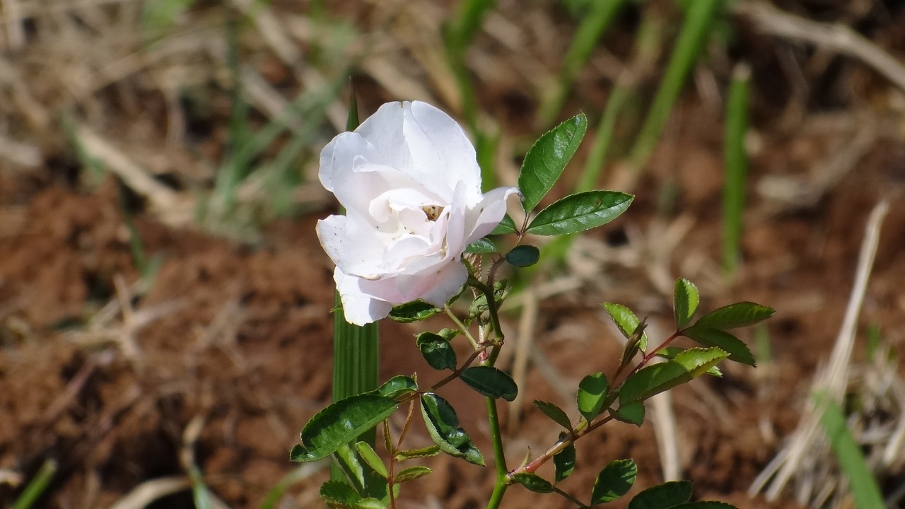 white rose rose flower free photo