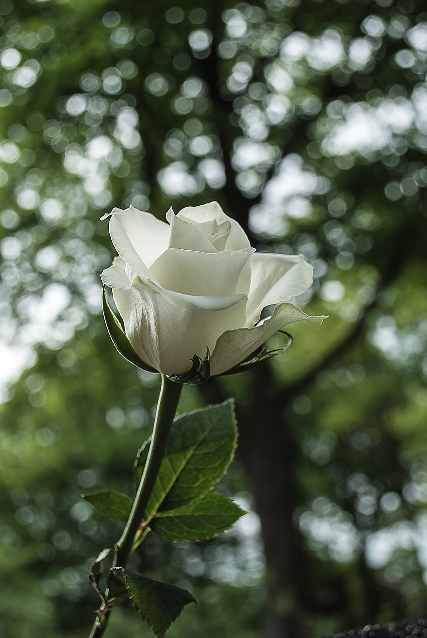 white rose rose bloom free photo