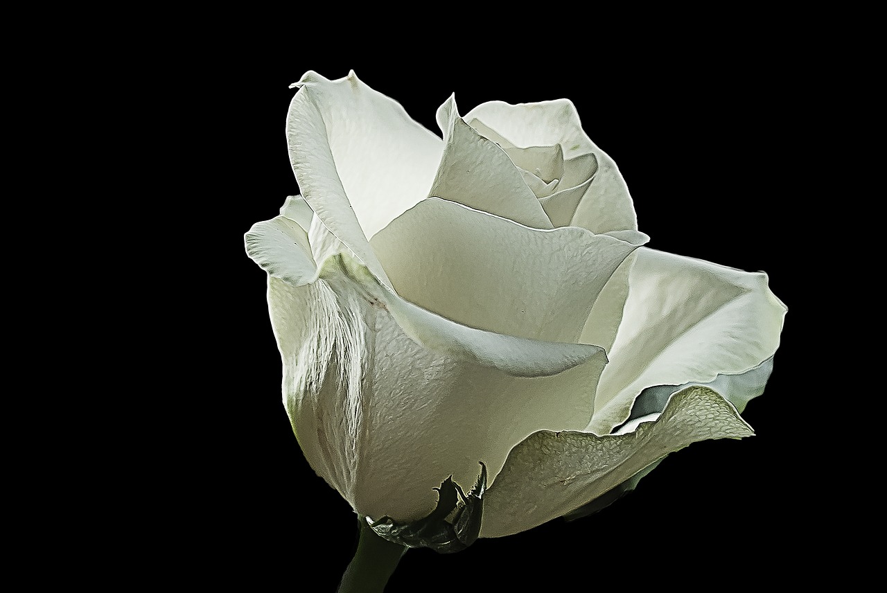 Tổng hợp 300+ hình bông hồng trắng nền đen Đẹp lung linh