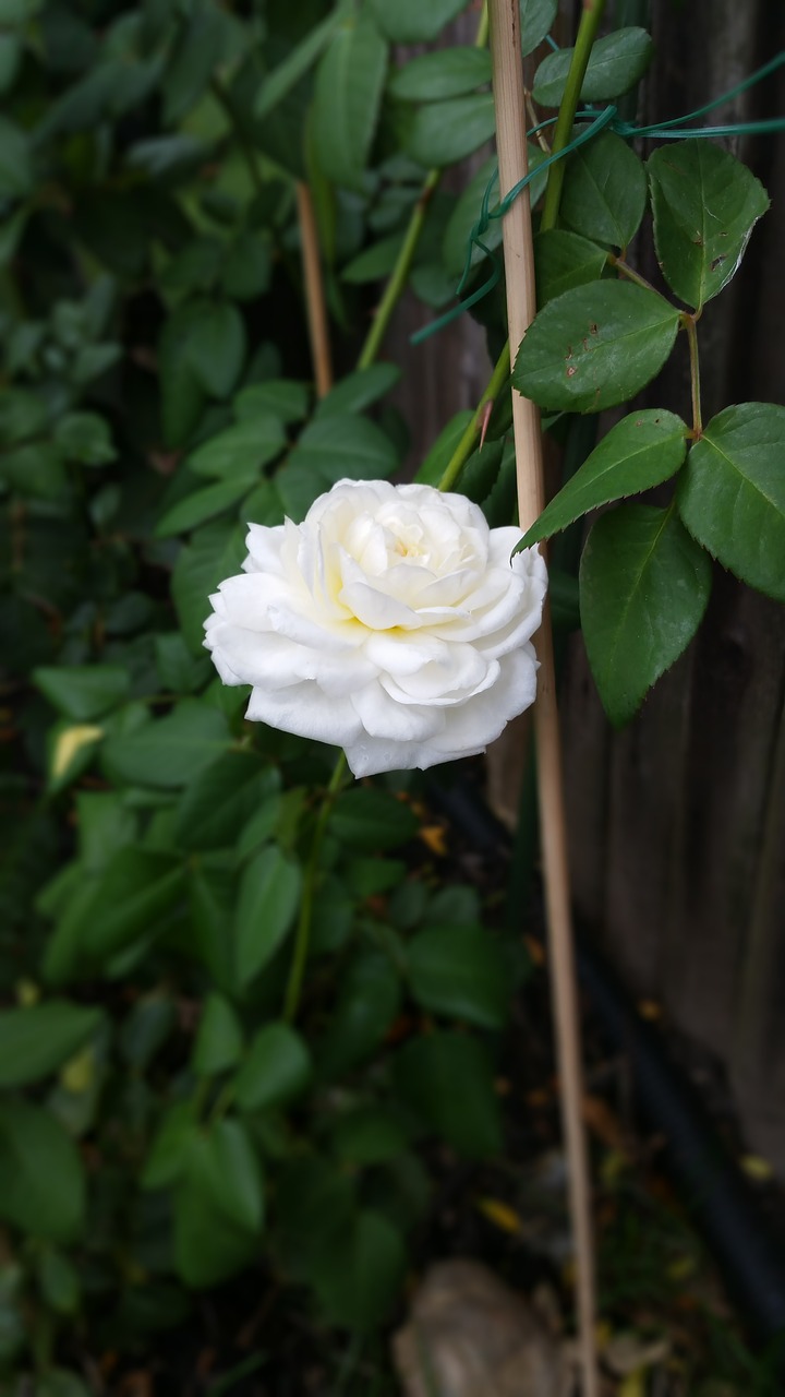 white rose rose-bush plant free photo