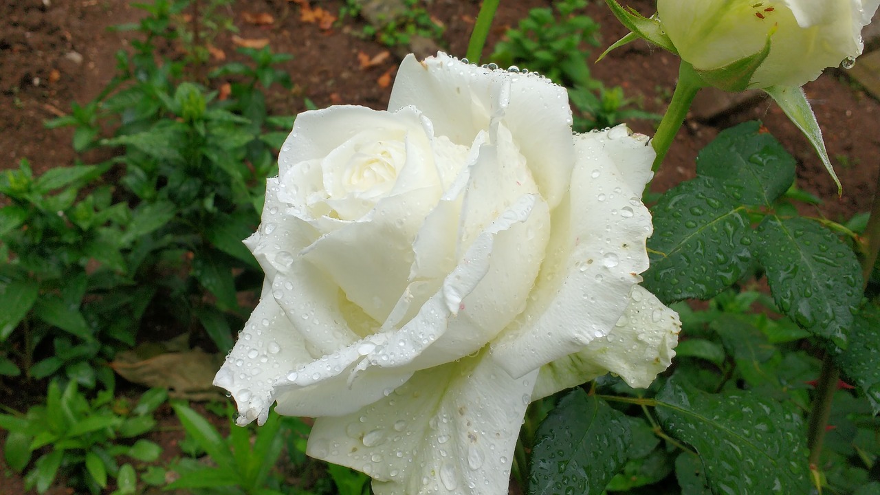 white rose white rose blooming rose blooming free photo