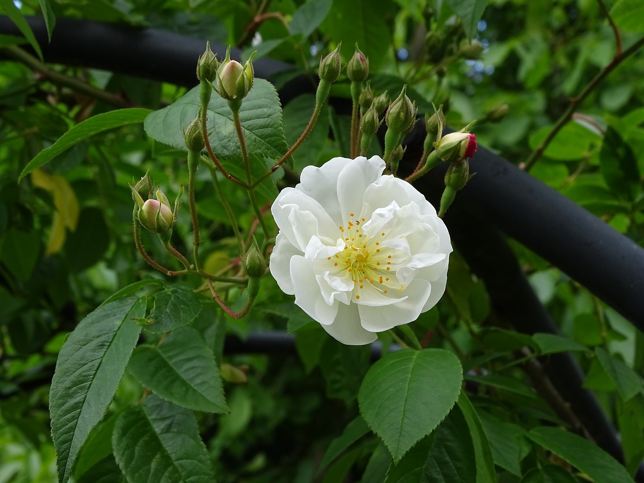 white rose bobby james climbing rose free photo
