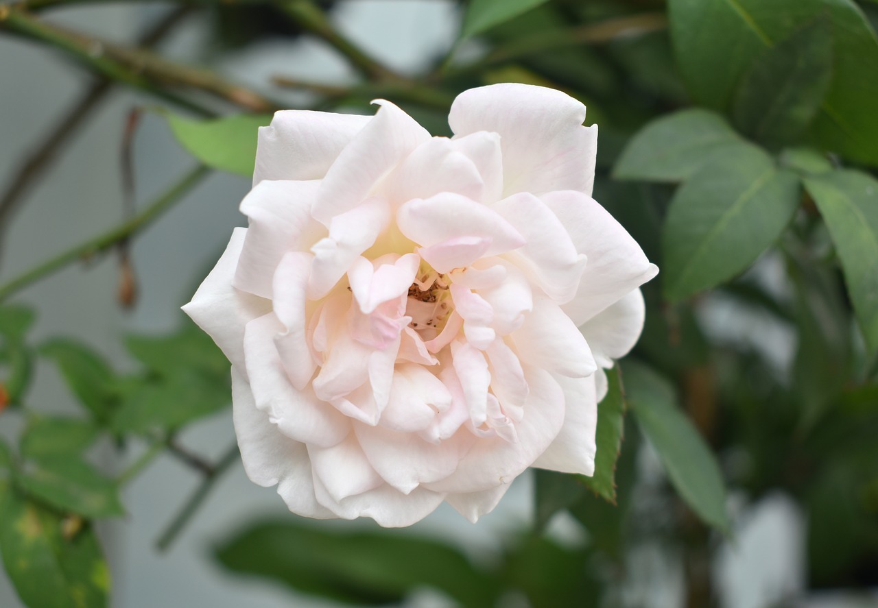 white rose rose flower free photo