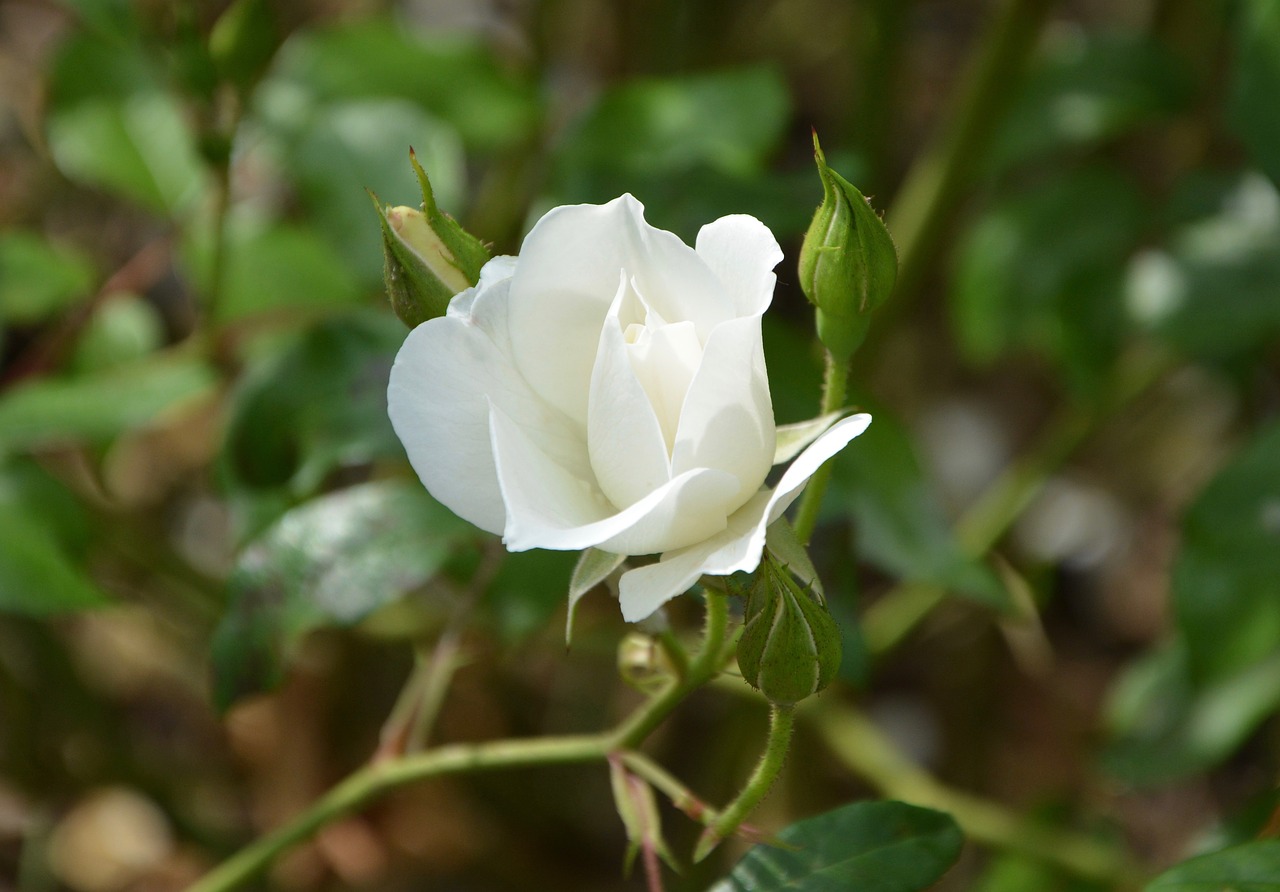 white rose rose bud green foliage free photo