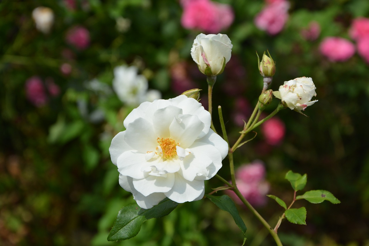 white rose flower rosebuds free photo