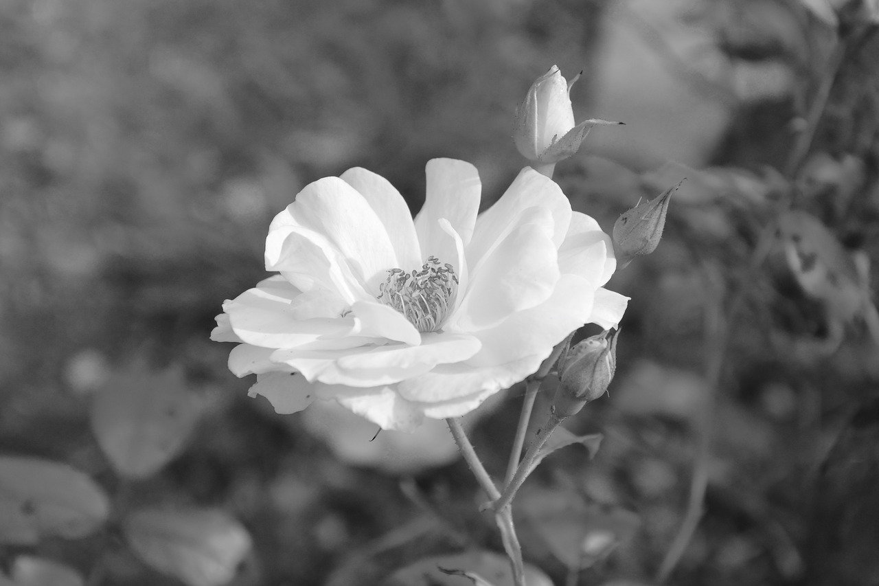 white rose photo black white offer free photo